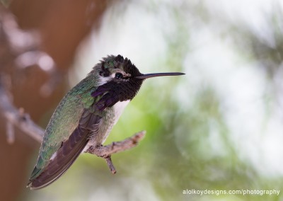 Hummingbird on Twig