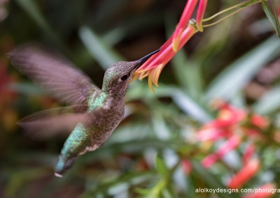 Hummingbird Mealtime