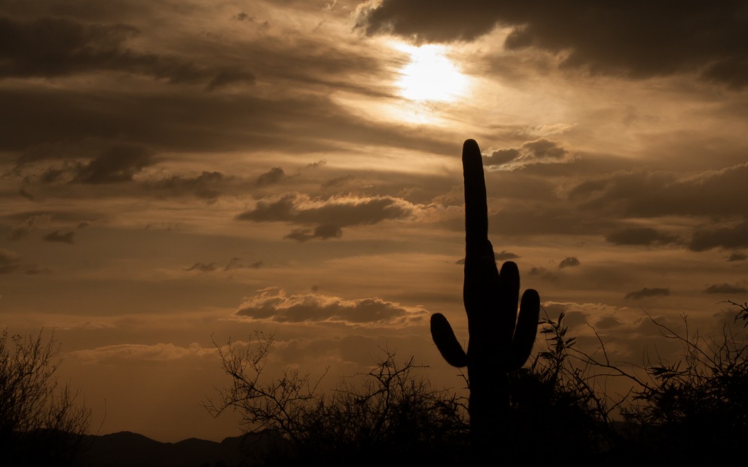 Saguaro silhouette