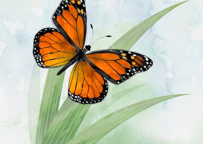 Monarch on grass